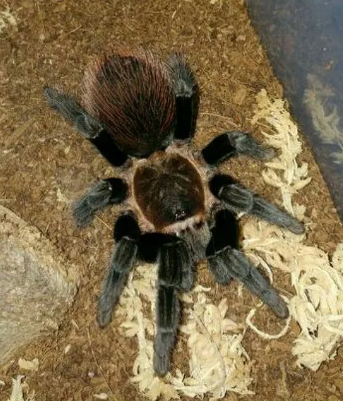17618 b vagans tarantula overview