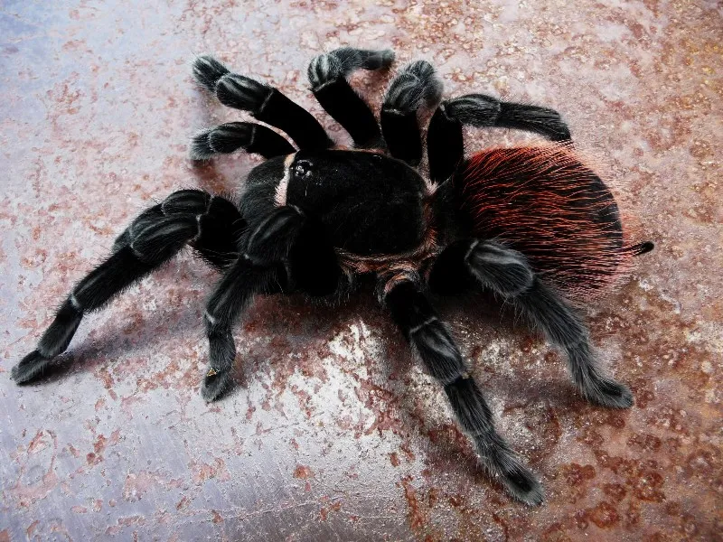 /img/17618-b-vagans-tarantula-venom.webp