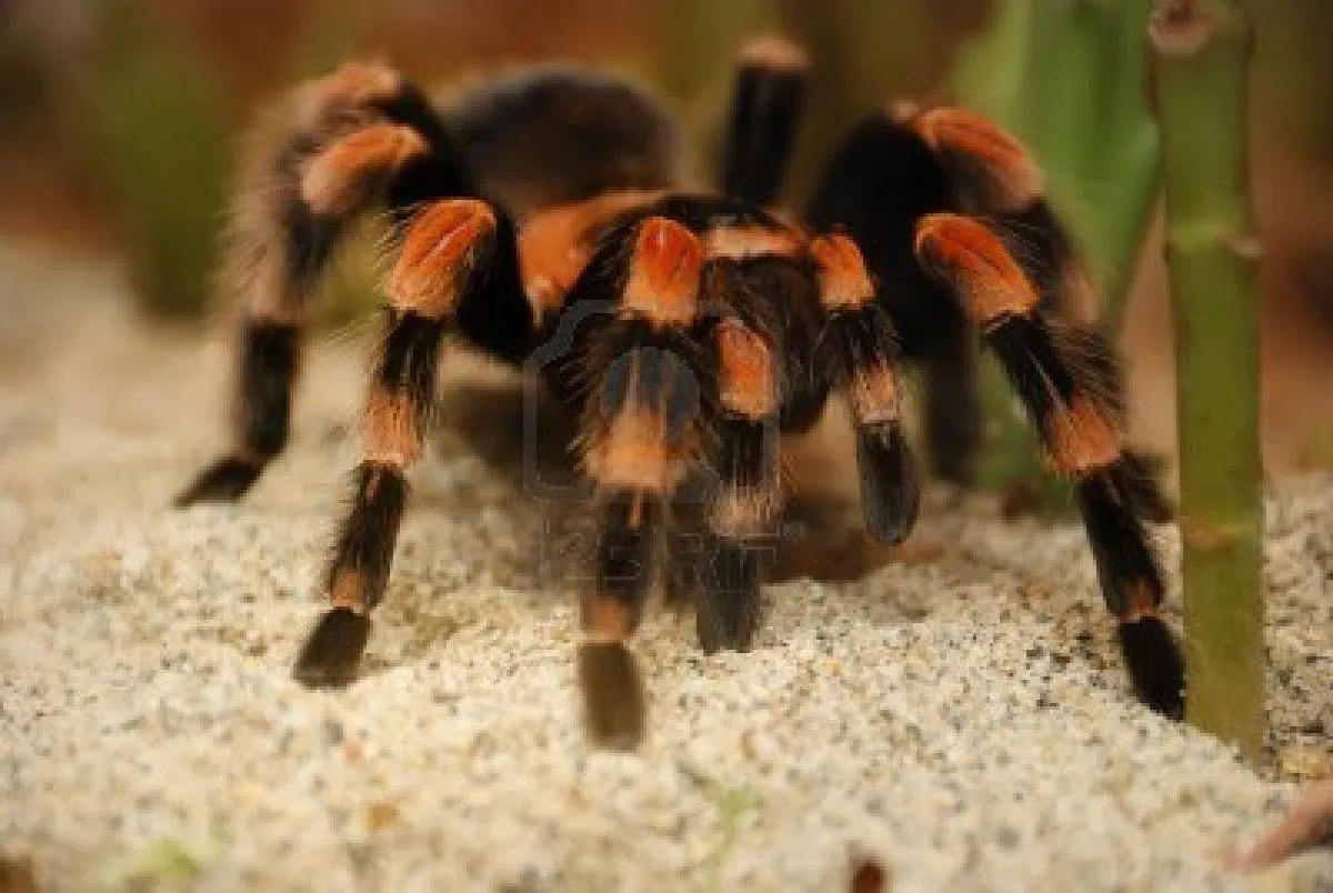 17619 red knee tarantula enclosure