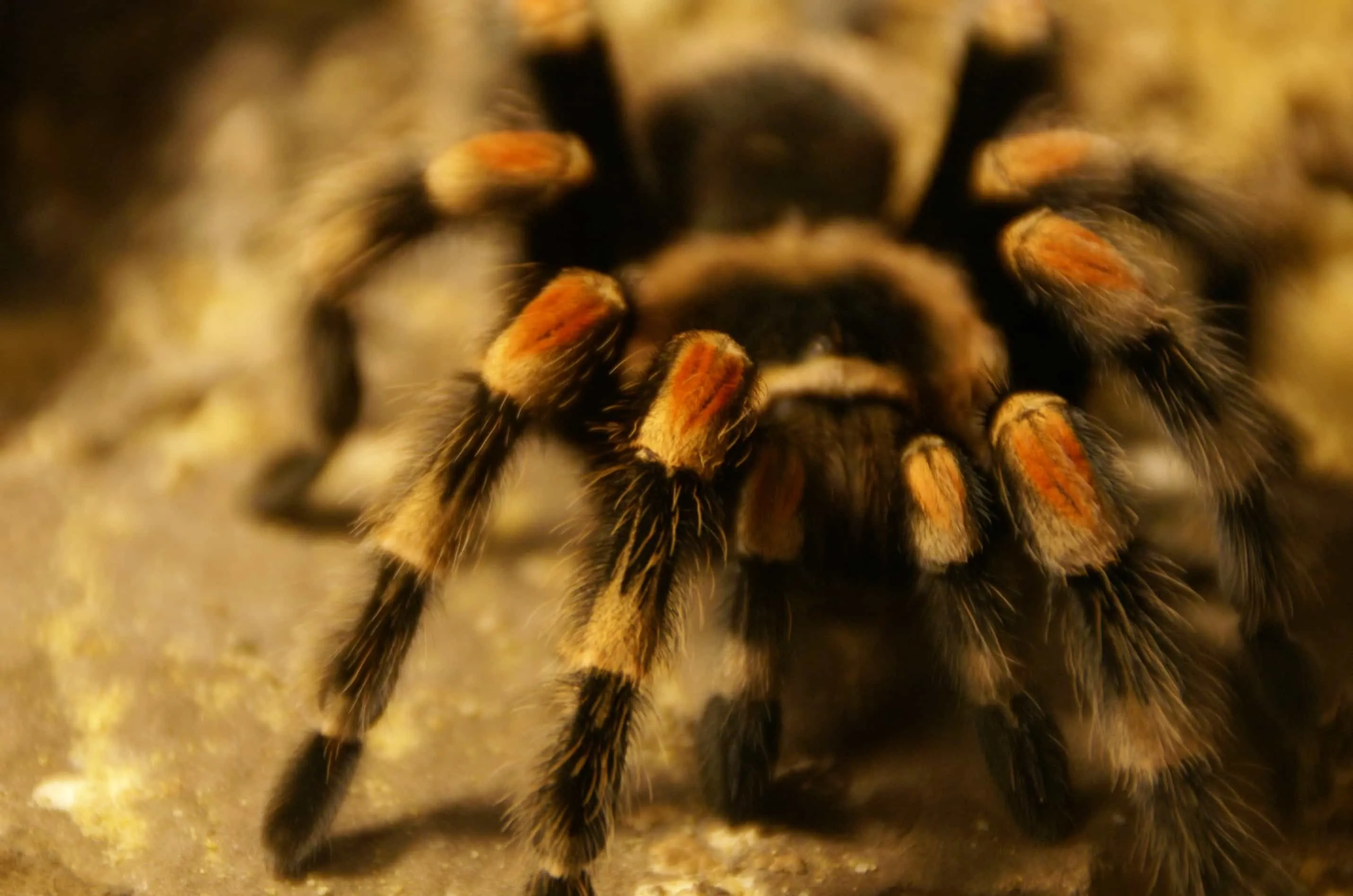 17619 red knee tarantula feeding