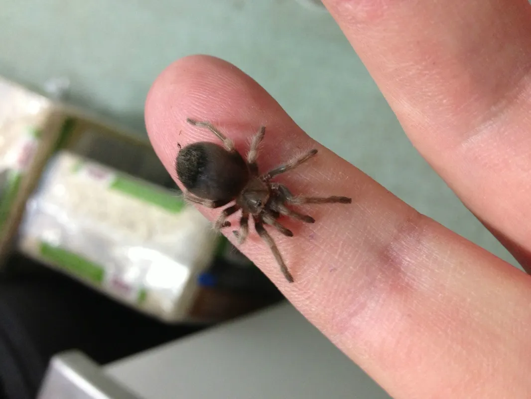 17619 red knee tarantula in habitat