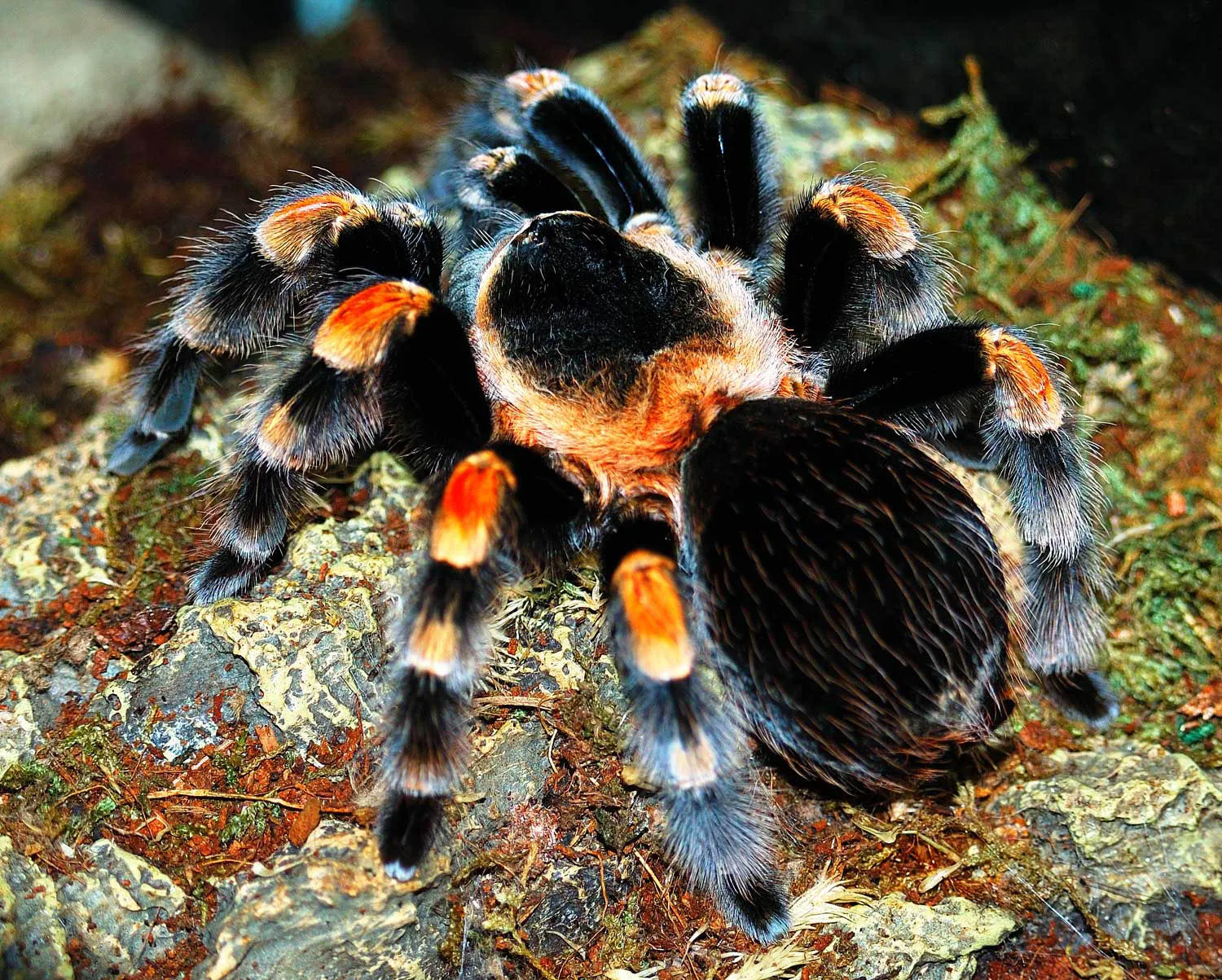 17619 red knee tarantula molting