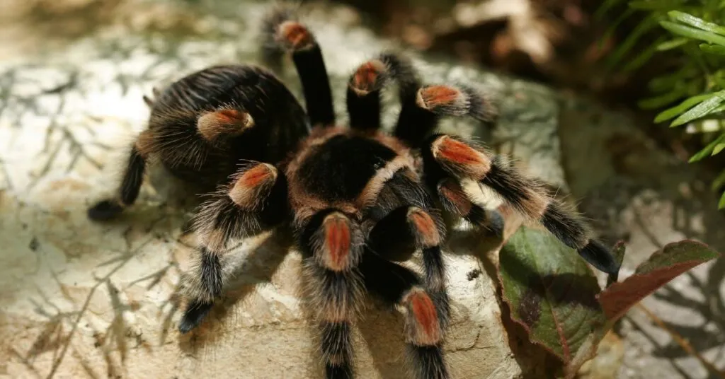 17619 red knee tarantula substrate