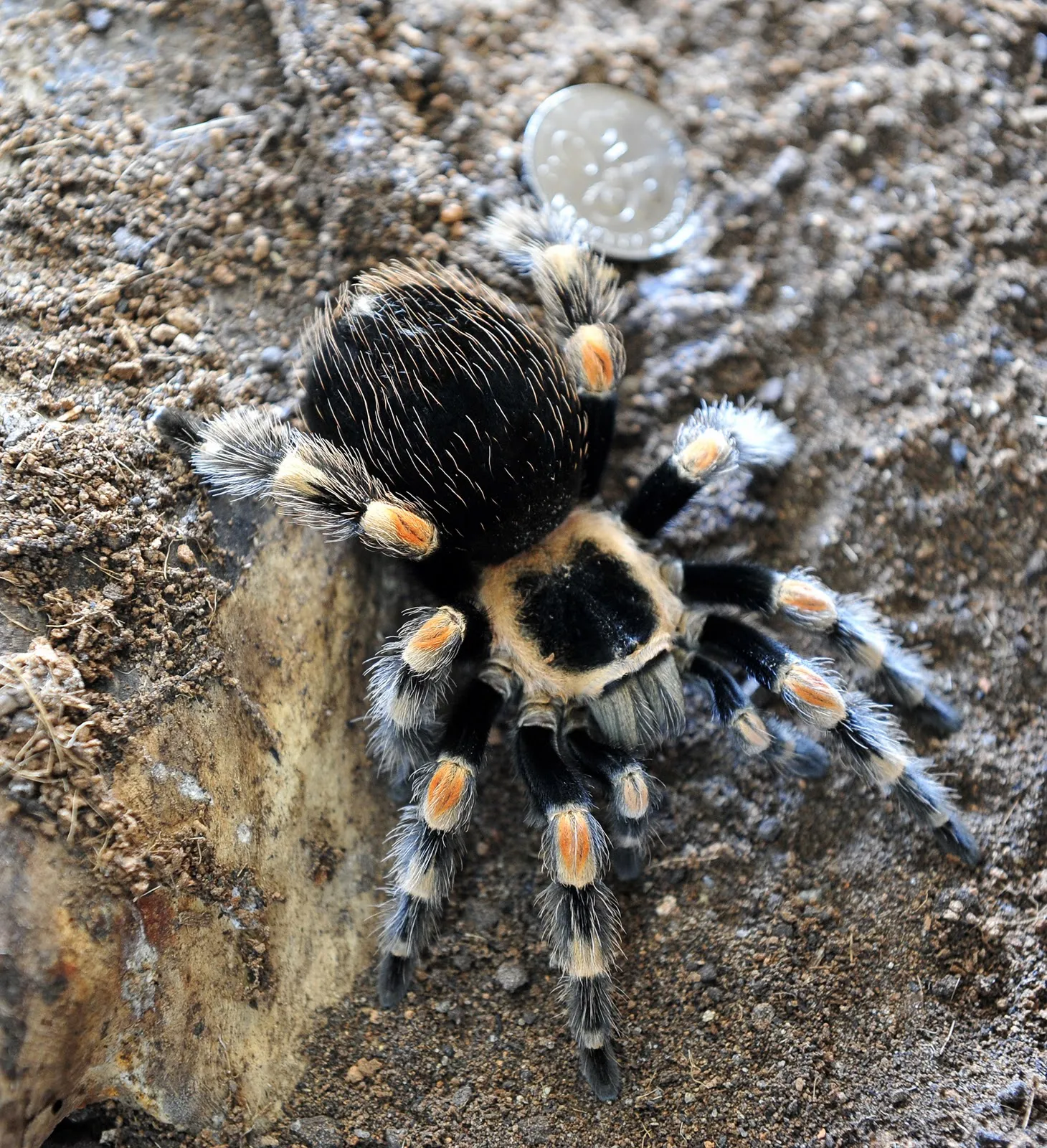/img/17619-red-knee-tarantula-water-dish.webp