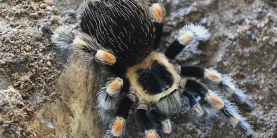 /img/17619-red-knee-tarantula-water-dish.webp