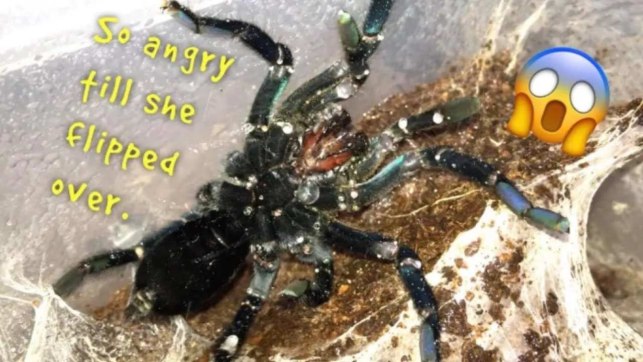 17620 tarantula watering mistakes 2