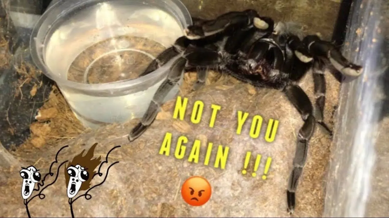 17620 tarantula watering mistakes 3