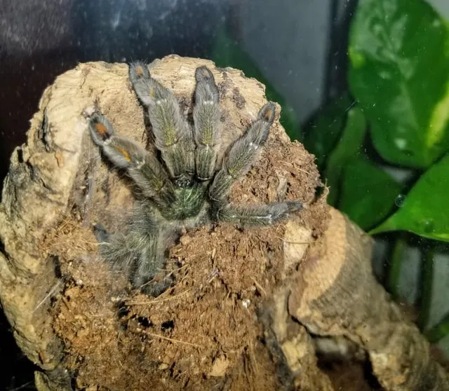 17620 tarantula watering mistakes 5