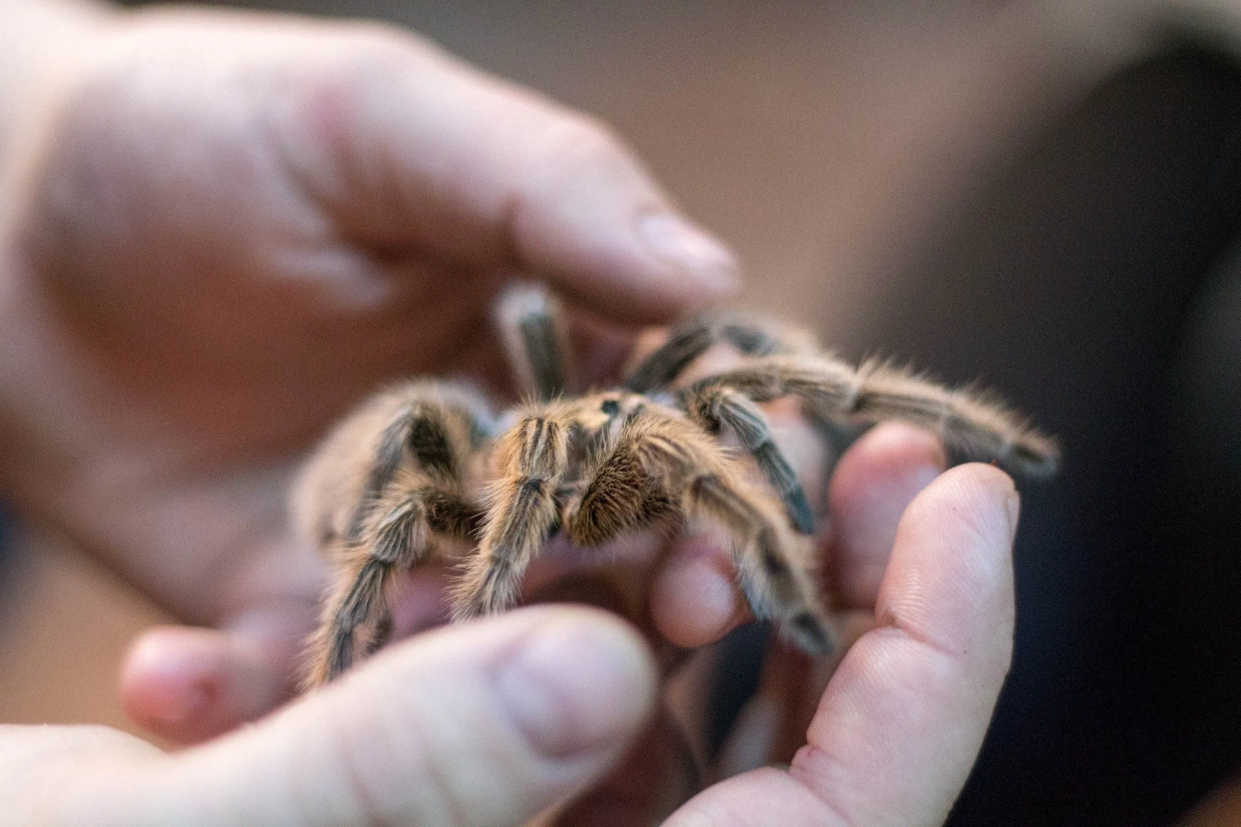 /img/17620-tarantula-watering-mistakes-7.webp