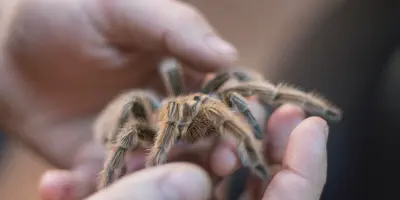 /img/17620-tarantula-watering-mistakes-7.webp