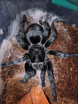 17621 brazilian black tarantula habitat