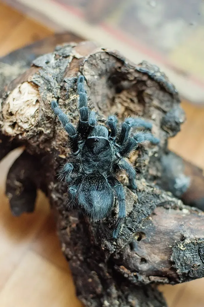 17621 brazilian black tarantula substrate