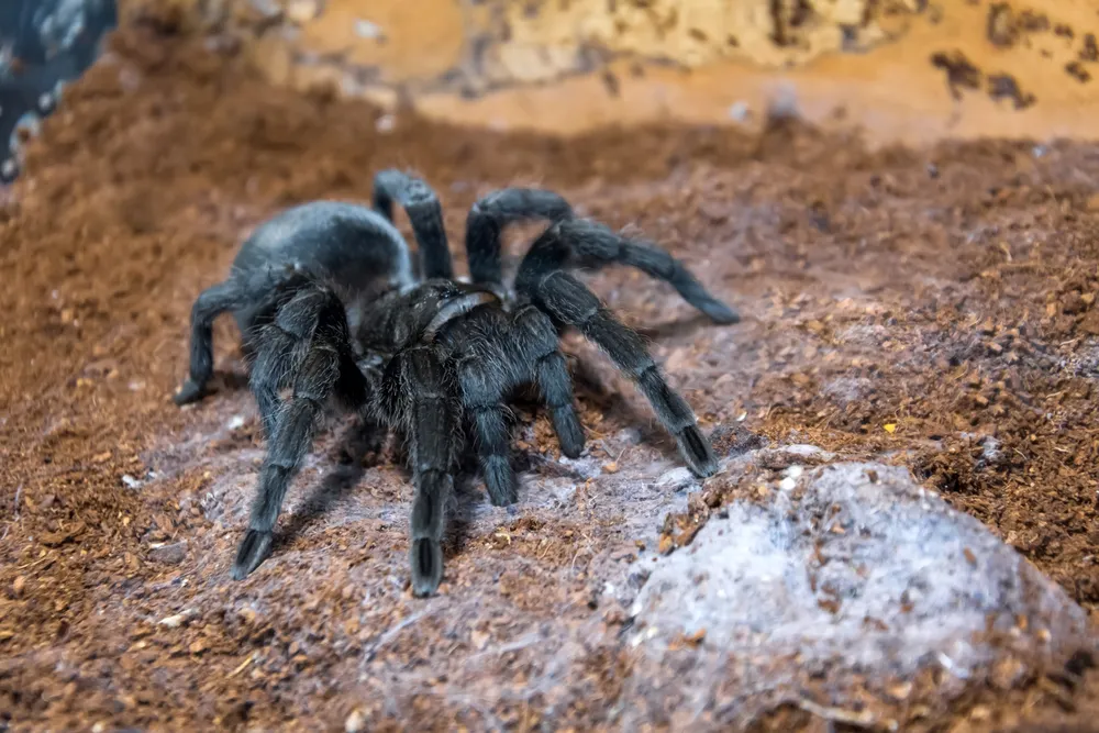 17621 hygrometer for tarantula