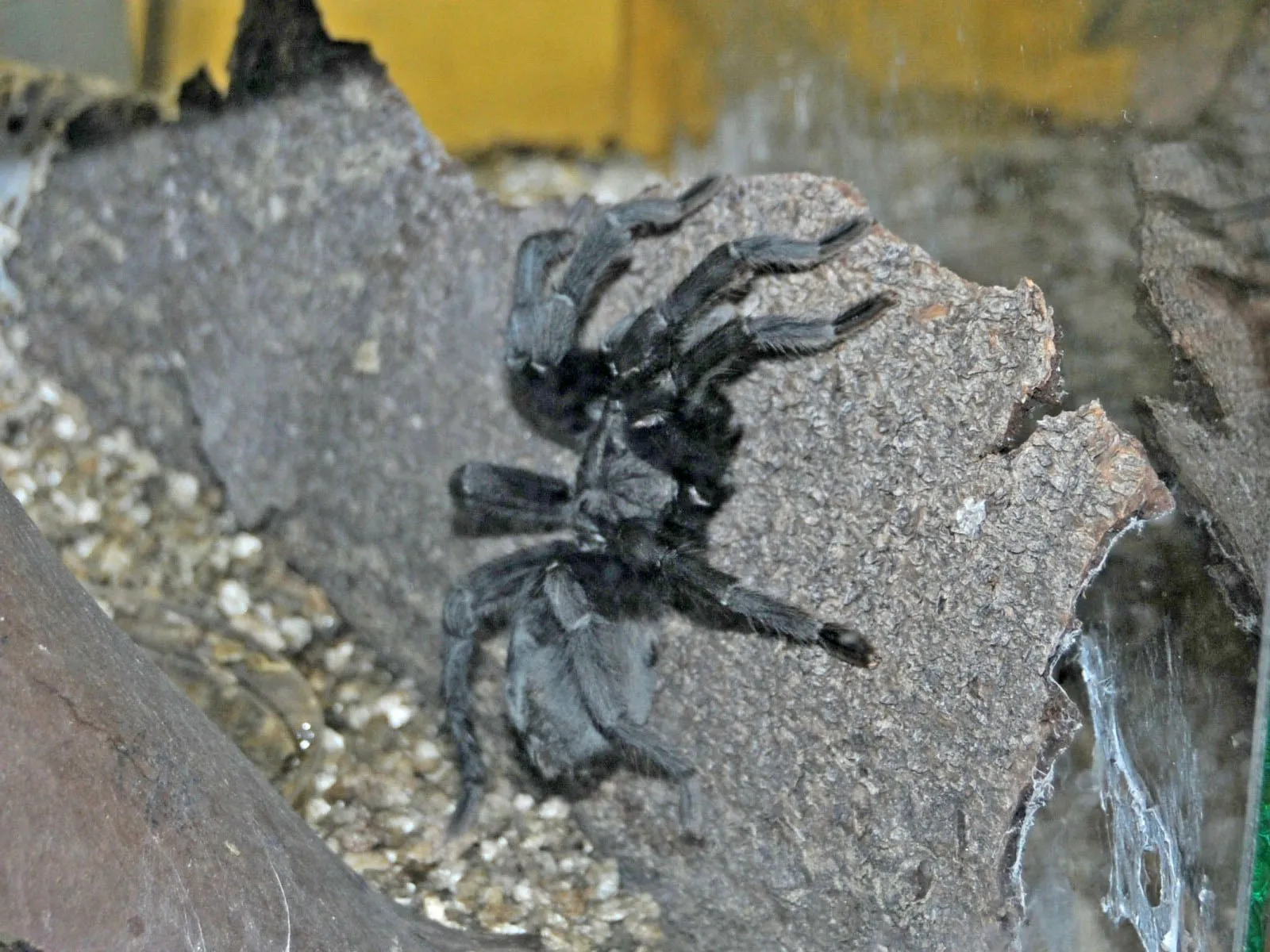 17621 mist spray for tarantulas