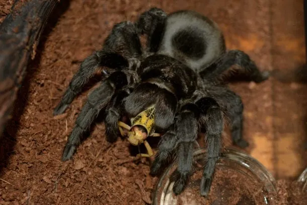 17621 tarantula enclosure ventilation