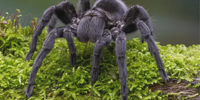 /img/17621-water-dish-for-tarantula.webp