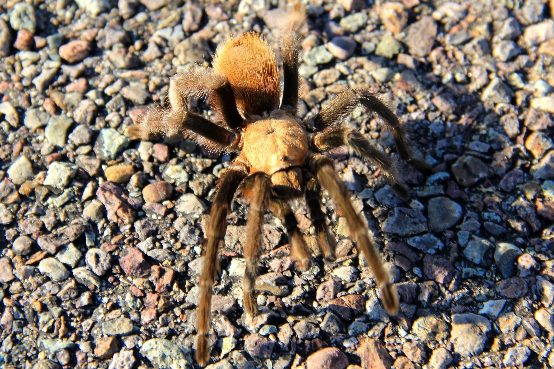 17624 tarantula migration gear