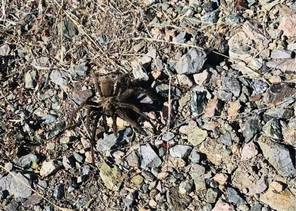 /img/17624-tarantula-migration-habitat.webp