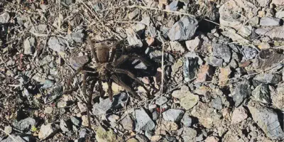 /img/17624-tarantula-migration-habitat.webp