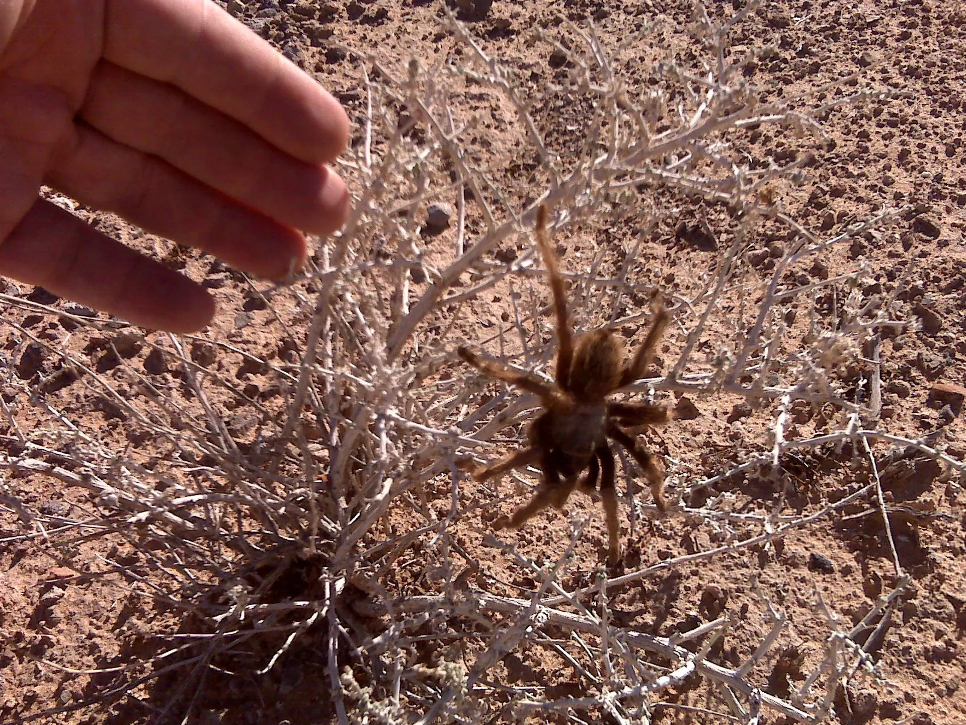 17624 tarantula migration location