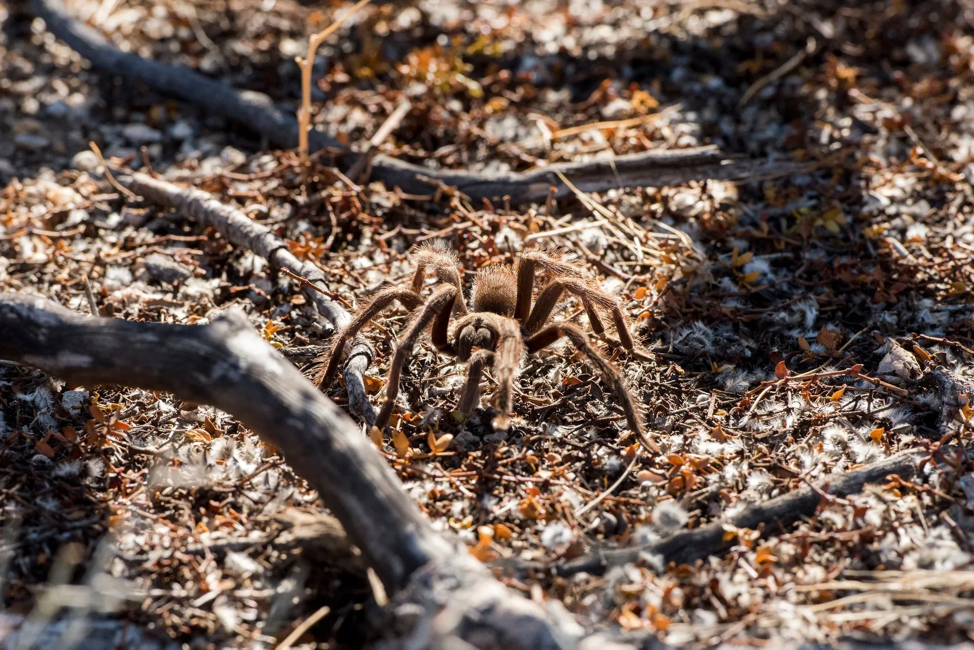 17624 tarantula migration photography