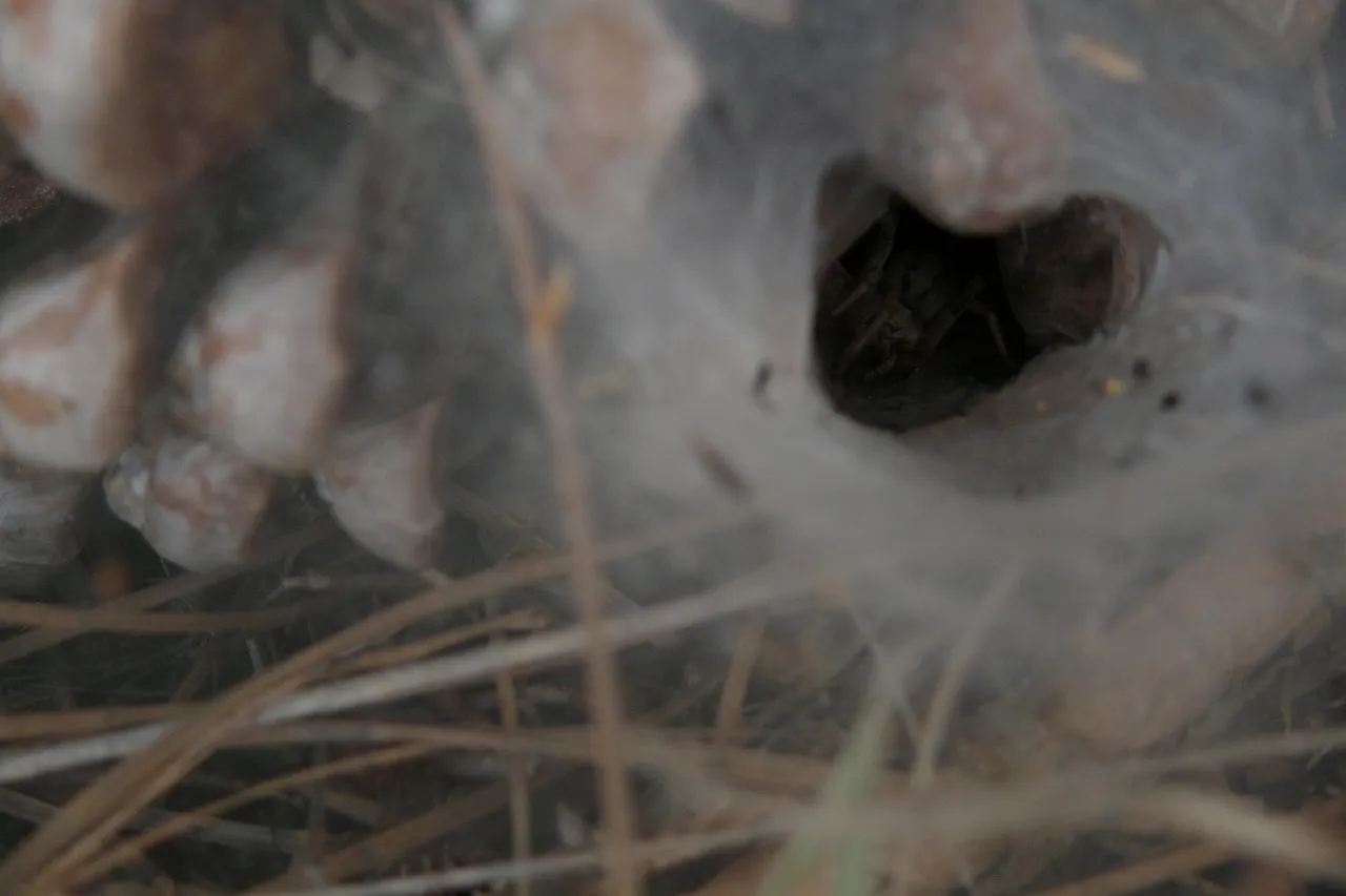 17629 spood tarantula enclosure