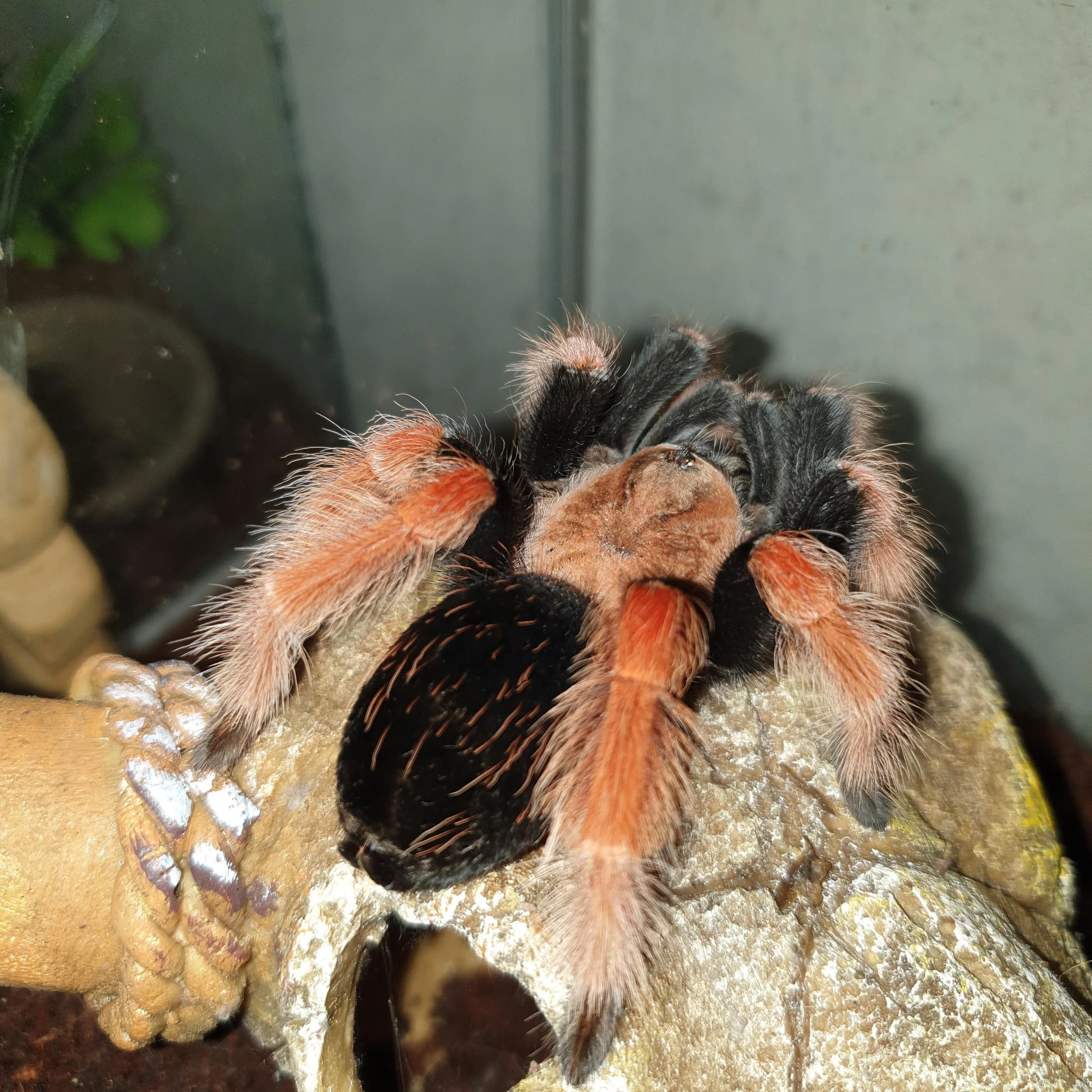 17629 spood tarantula feeding
