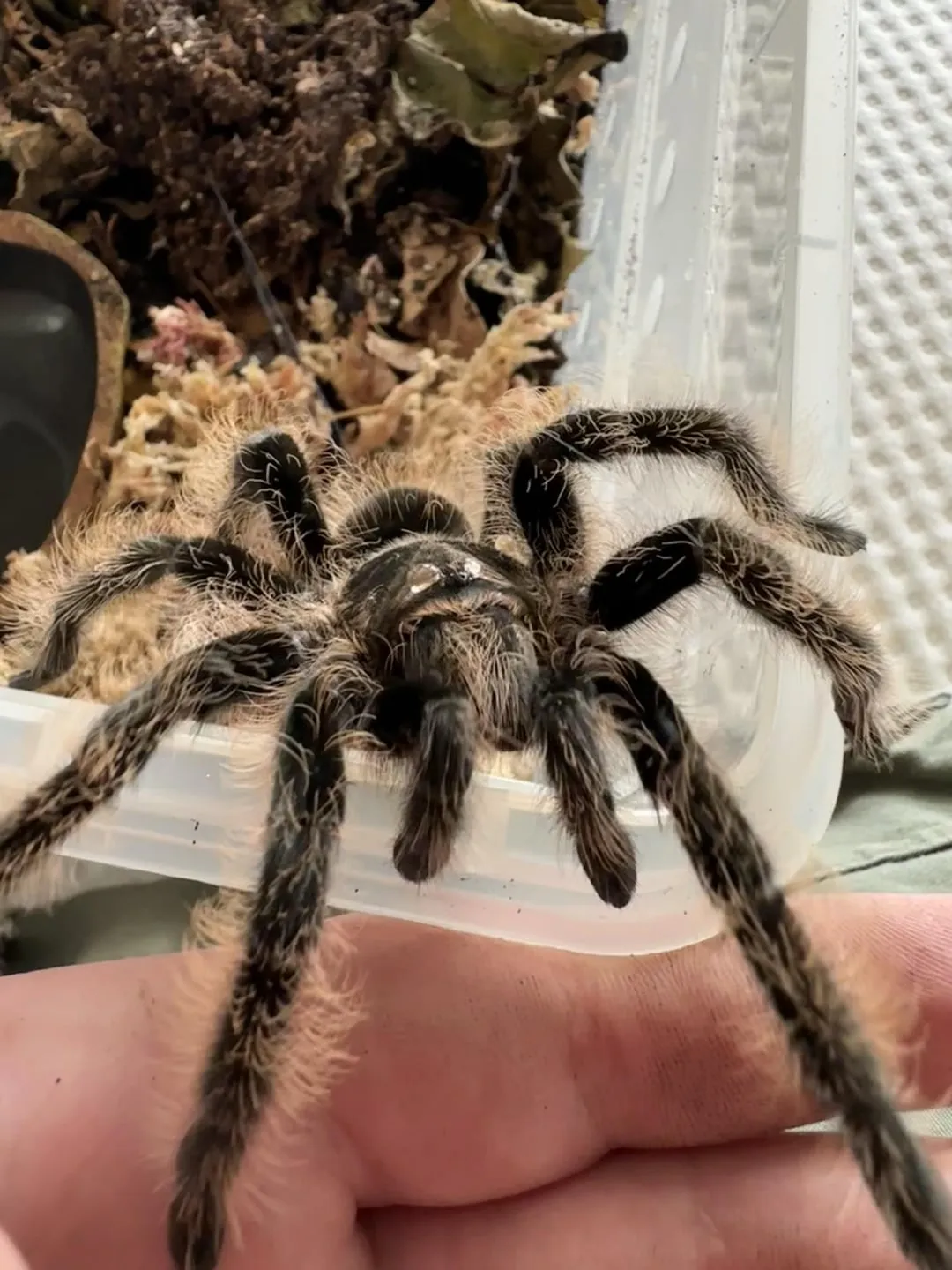 17629 spood tarantula handling