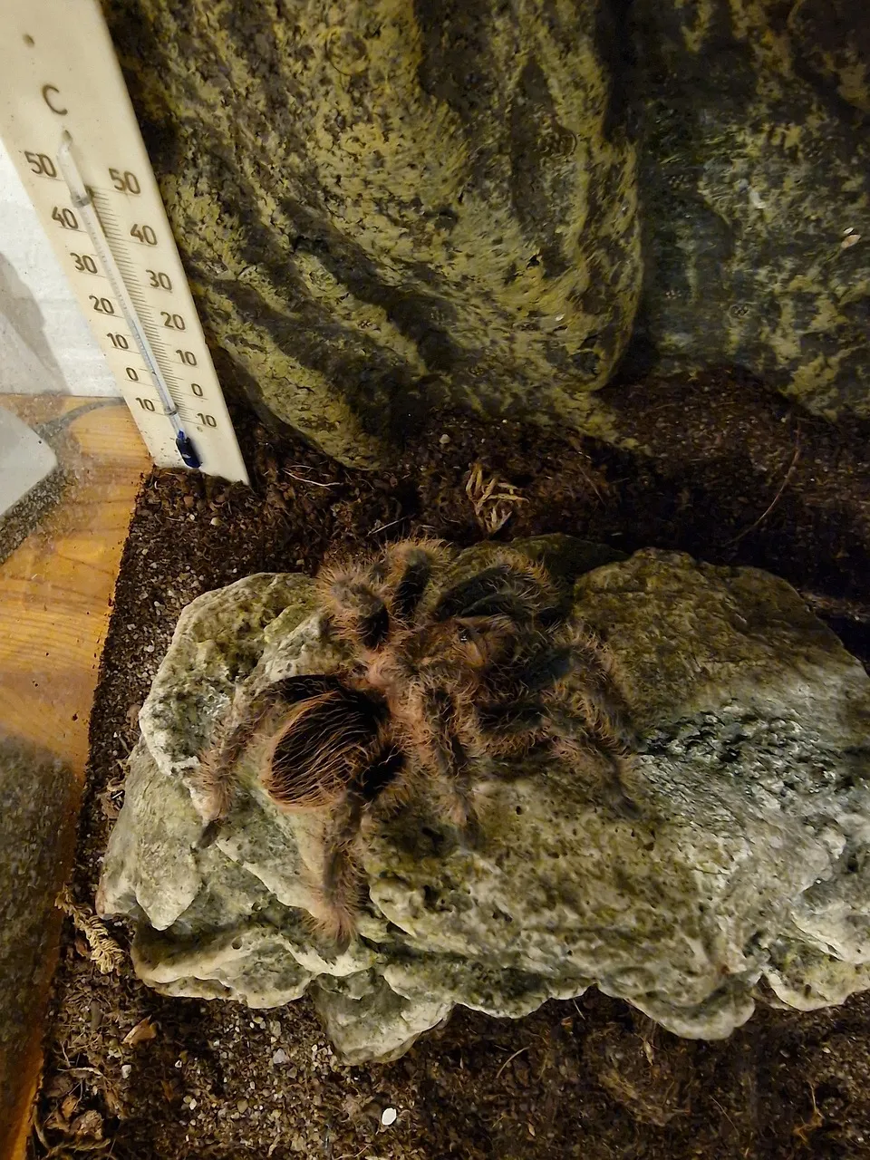 17629 spood tarantula health