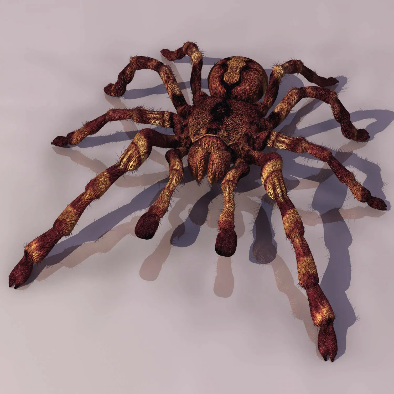17629 spood tarantula species