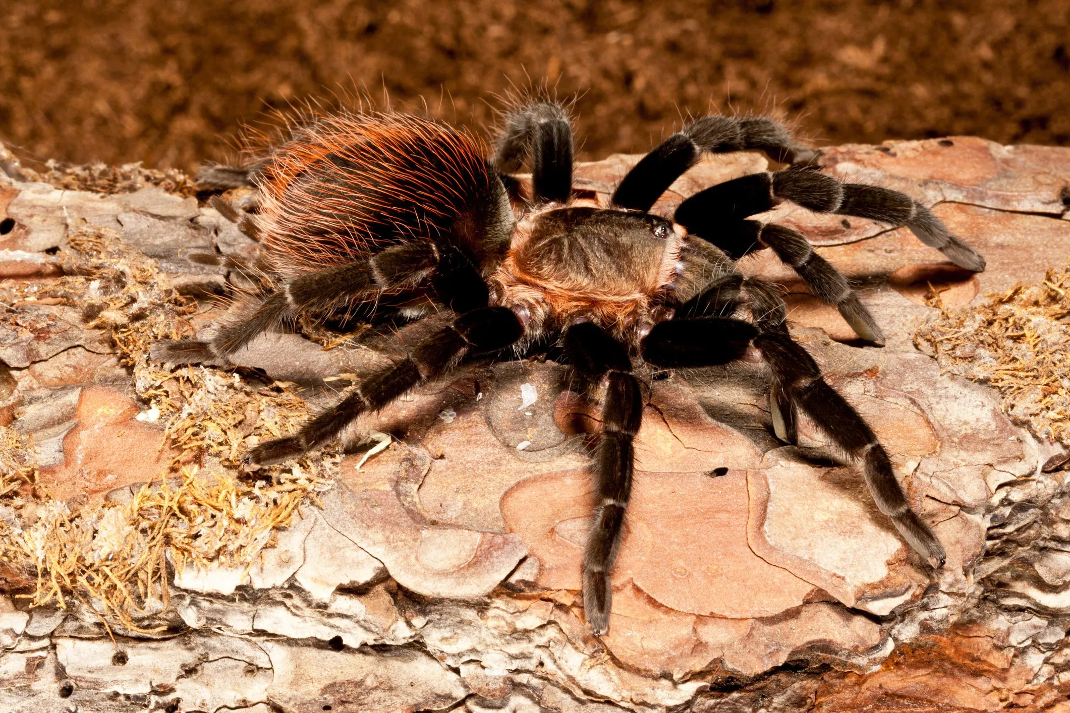 17632 tarantula enclosure