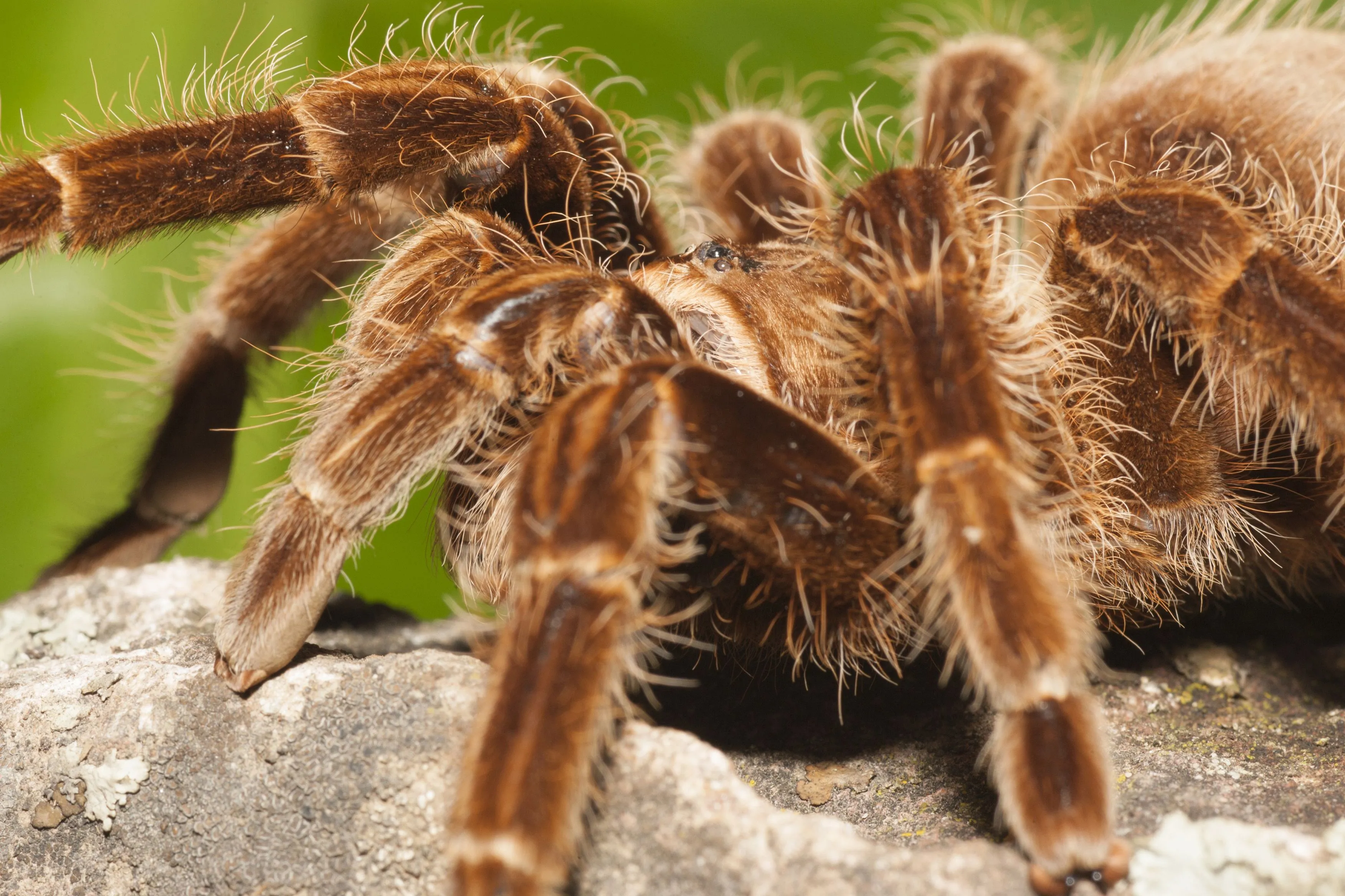 /img/17632-tarantula-molting.webp