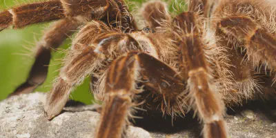 /img/17632-tarantula-molting.webp