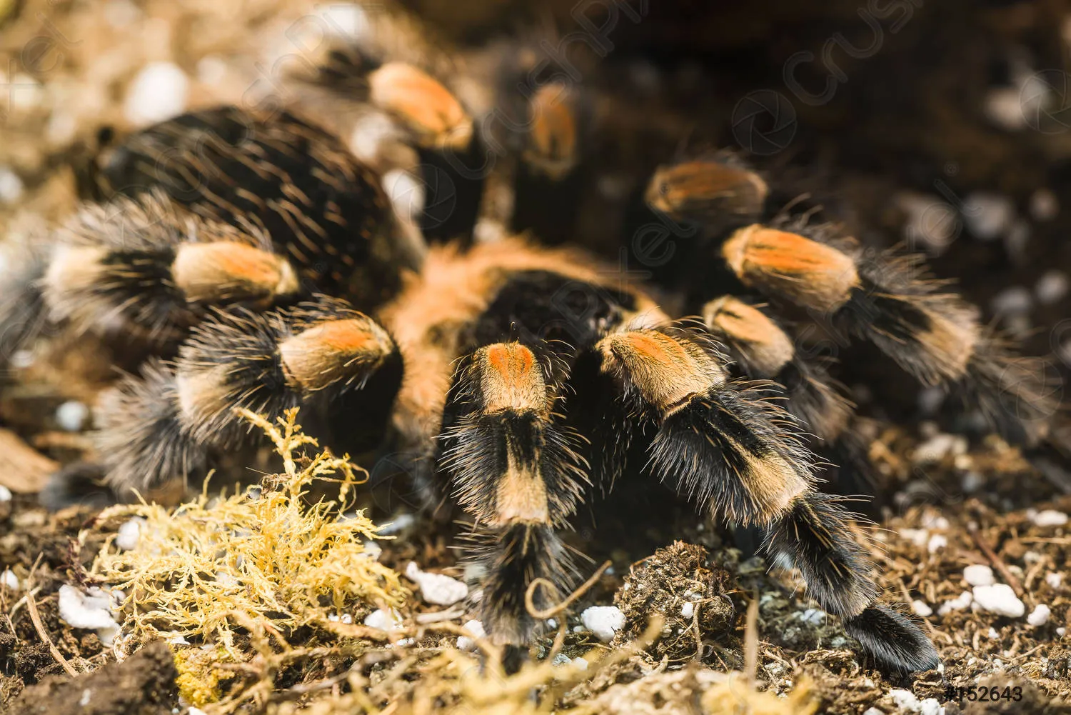 17633 allergic reaction to tarantula