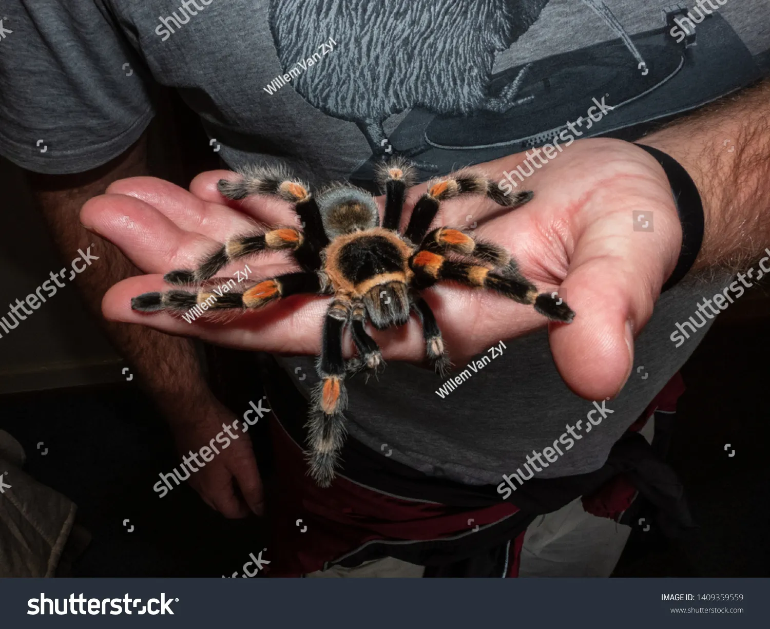 17633 effects of tarantula bite