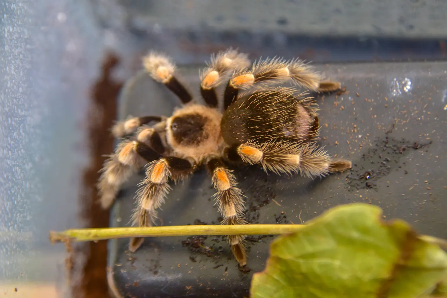 /img/17633-first-aid-tarantula-bite.webp