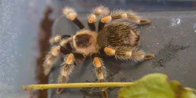 /img/17633-first-aid-tarantula-bite.webp