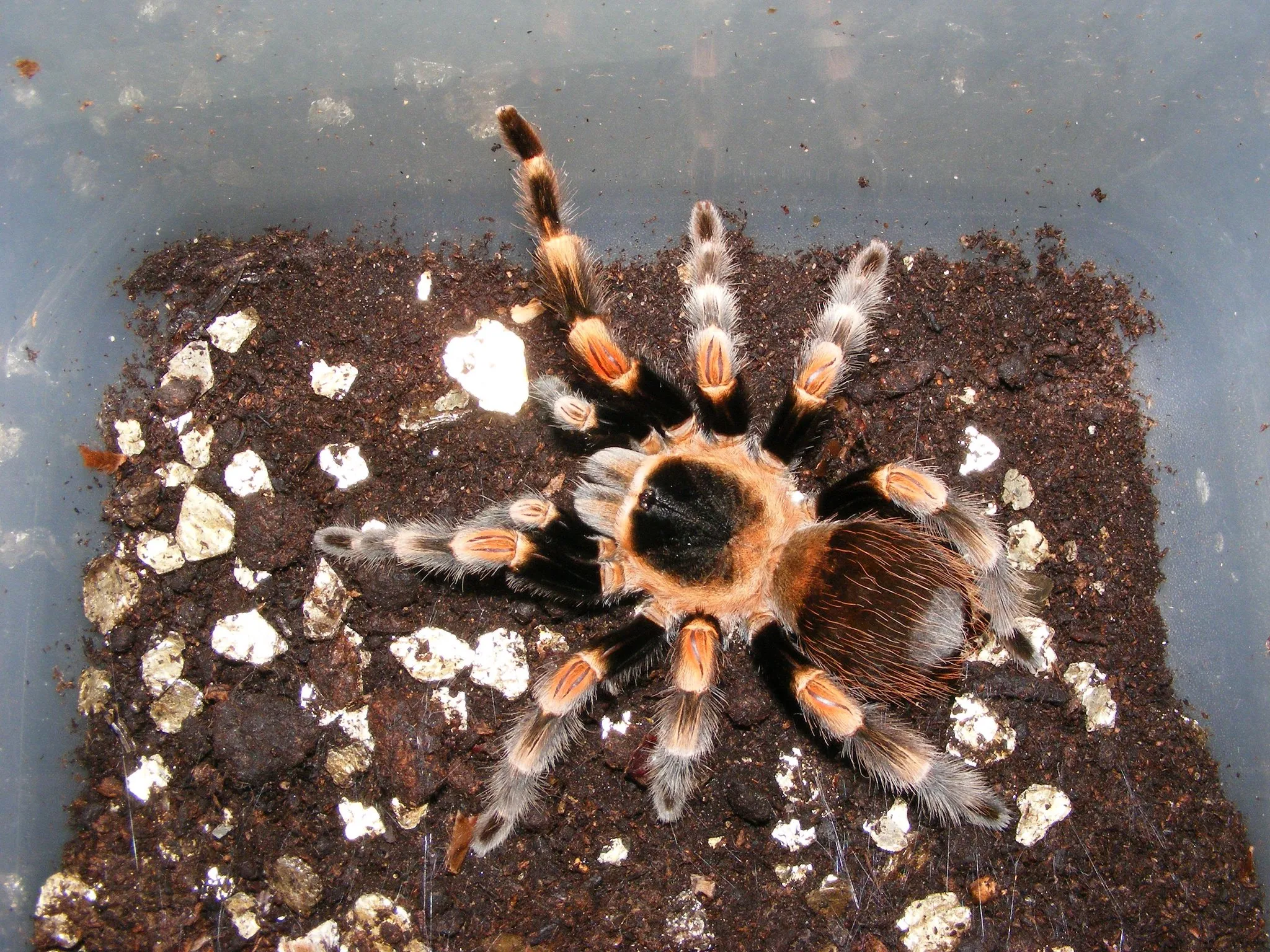 17633 tarantula defensive mechanism