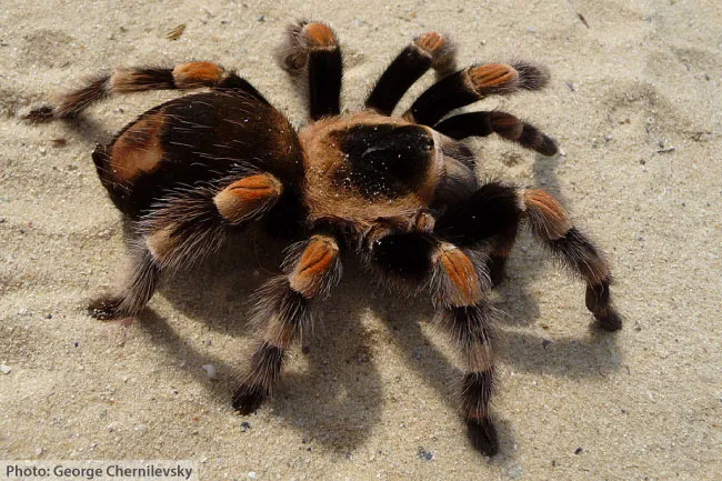 17633 tarantula venom potency