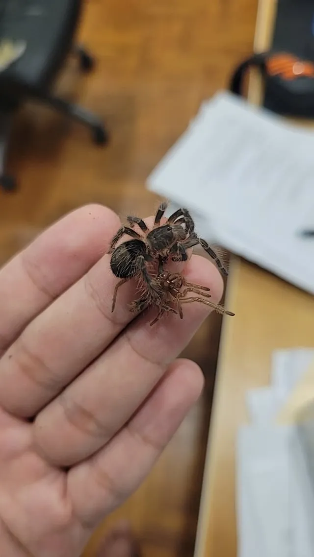 17642 tarantula humidity levels