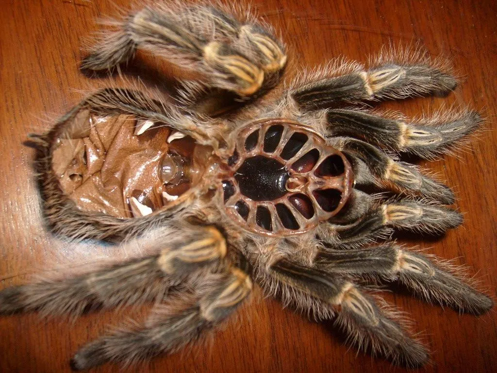 17642 tarantula molt safe enclosure