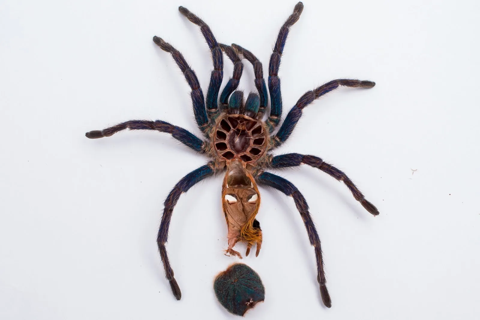 17642 tarantula molting process