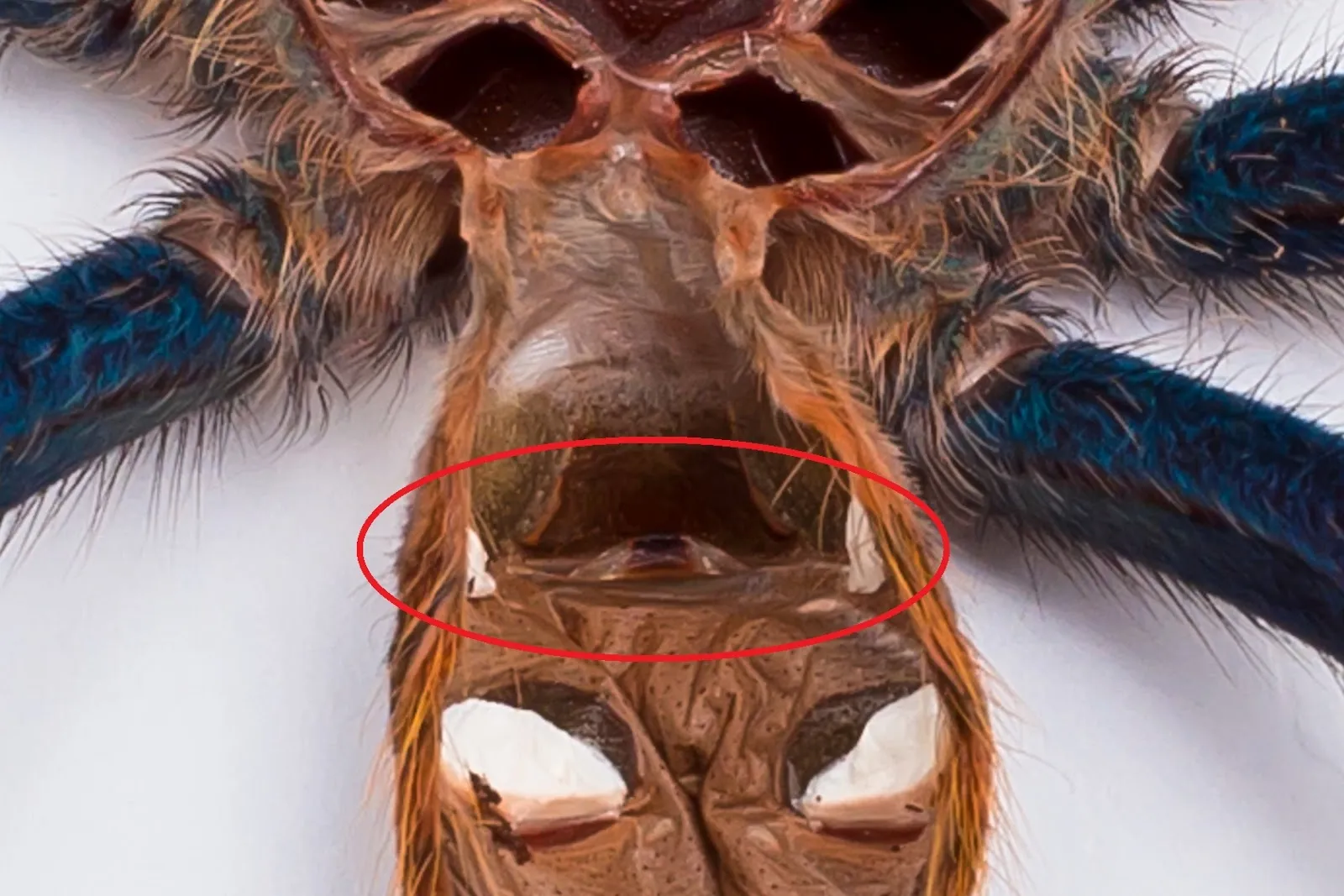 17642 tarantula pre molt