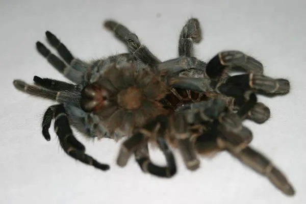 17642 tarantula stuck molt