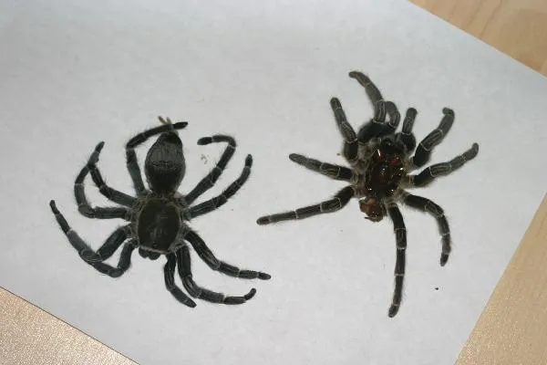 17642 tarantula water dish