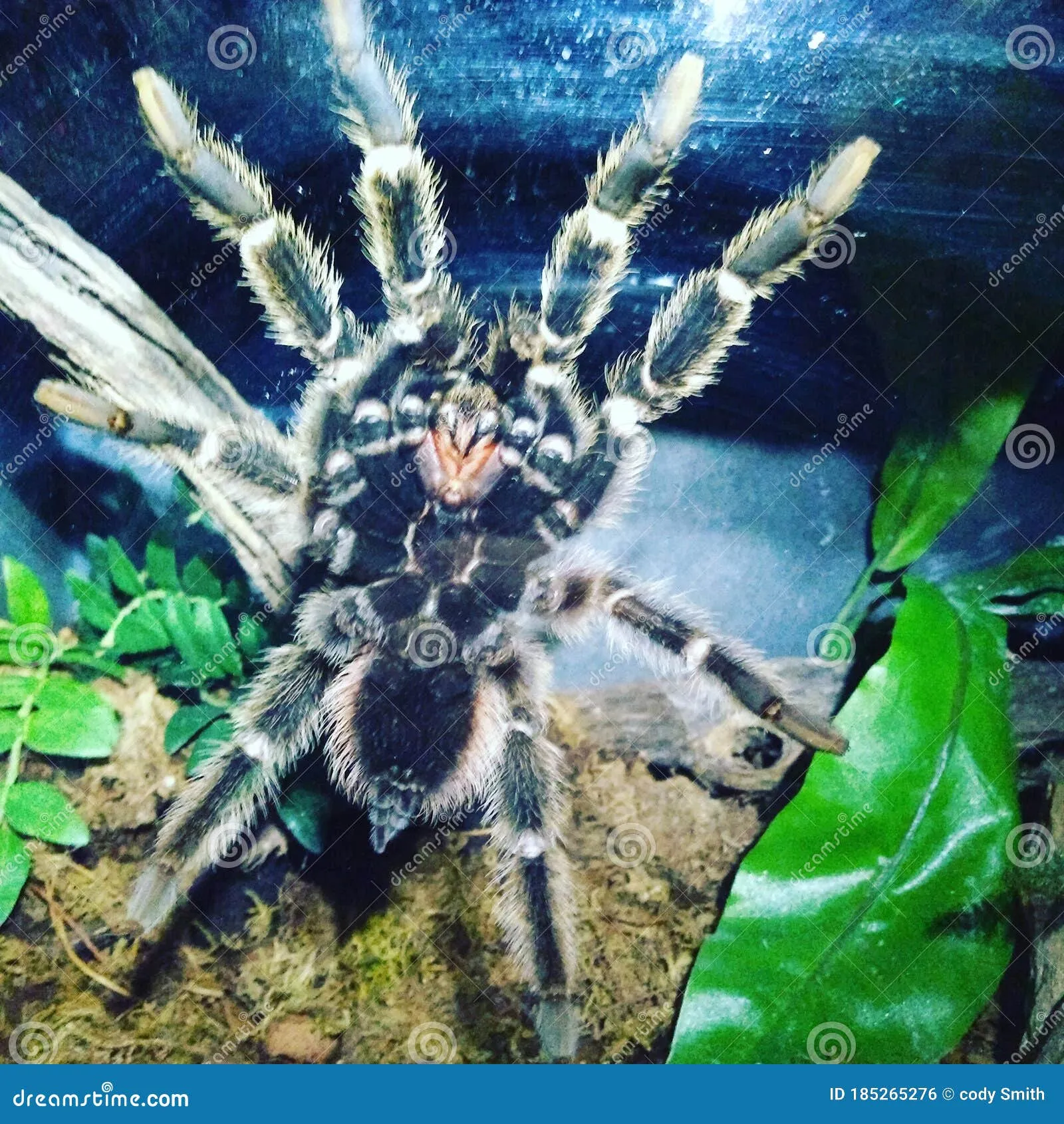 17643 dehydrated tarantula