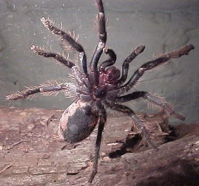 17643 tarantula humidity