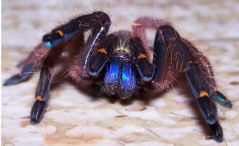 17644 identifying blue fang tarantula