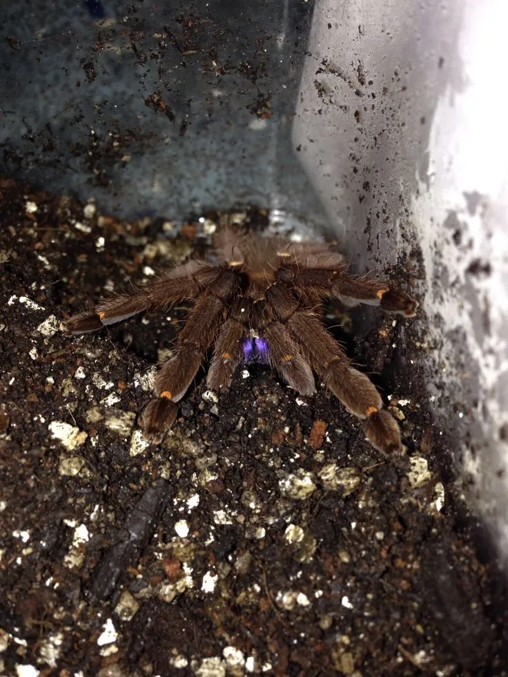 17644 safe handling tarantula