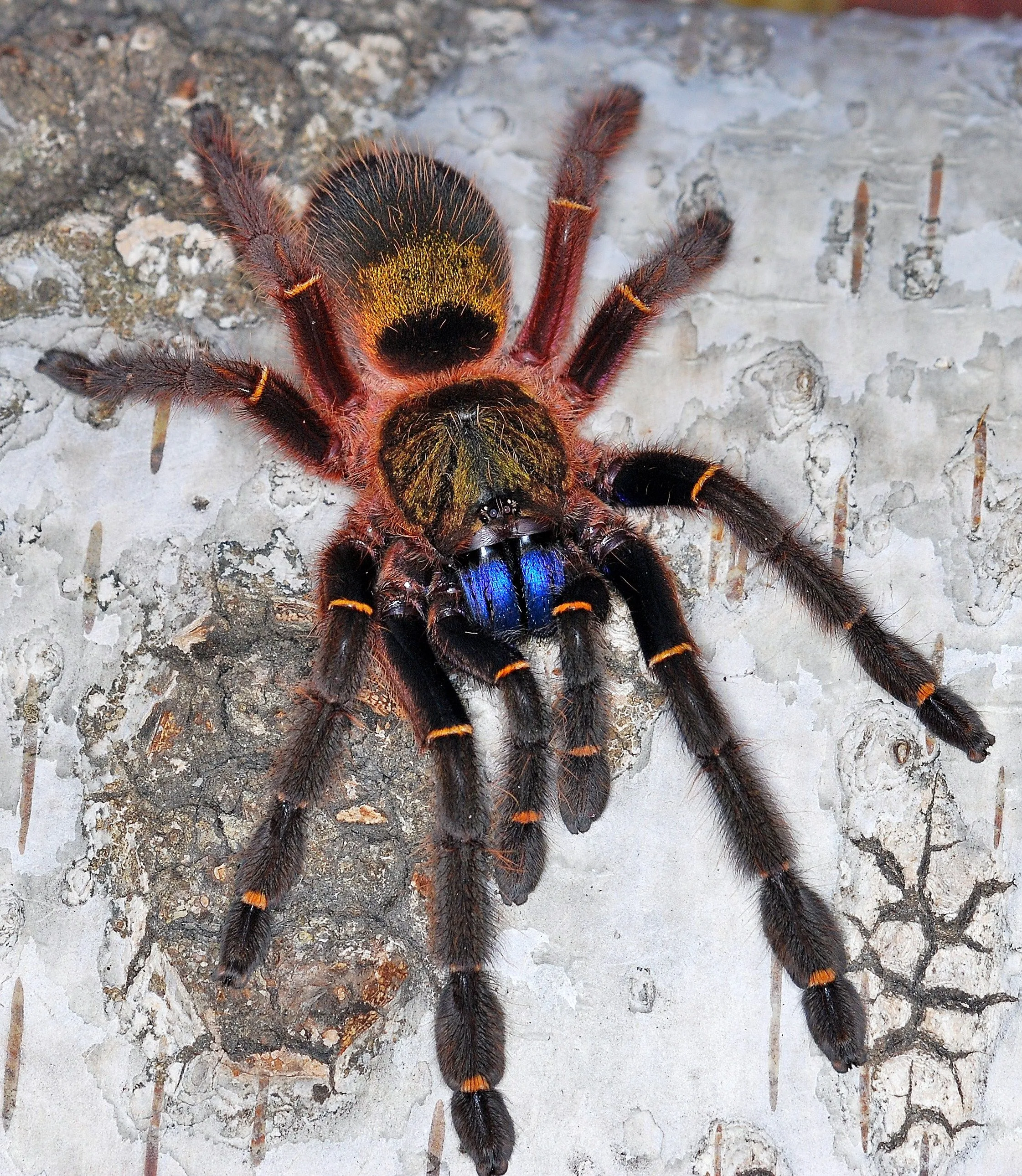 /img/17644-tarantula-habitat-safe.webp